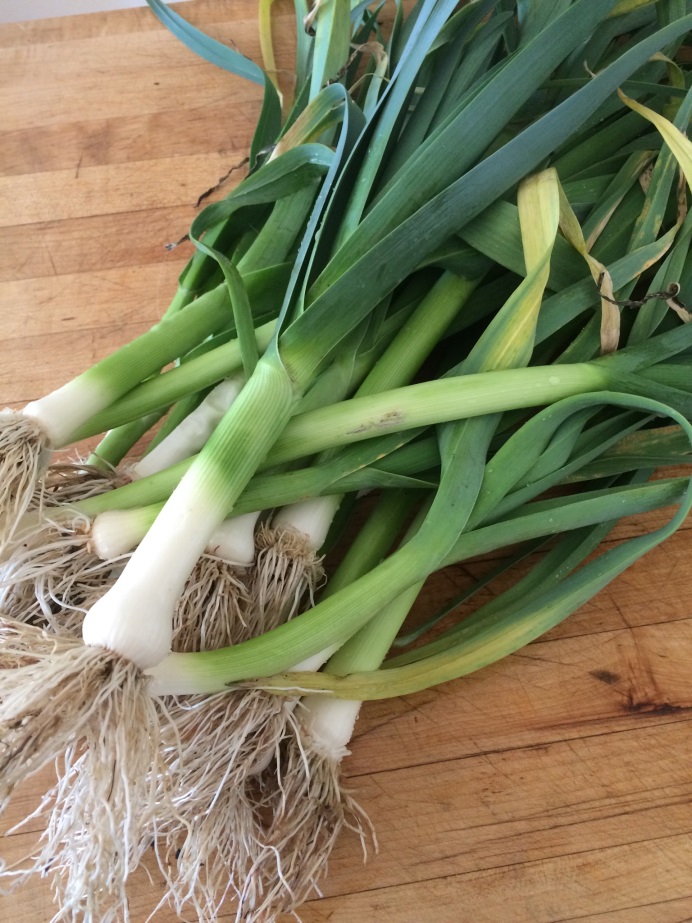 poor-man-s-asparagus-winter-leeks-in-the-garden-westside-seattle